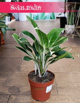 Aglaonema White Lime kup w Krakowie lub zamów internetowo online z wysyłką, Aglonema White Lime