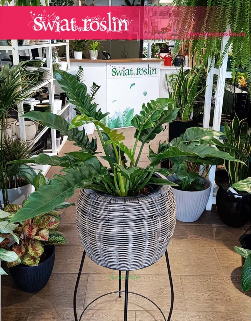 Wielki Filodendron Narrow, Duży Philodendron Narrow, sklep z roślinami internetowy online