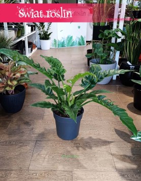 Wielki Filodendron Narrow, Duży Philodendron Narrow, Duży Filodendron Wąski, Wielki Filodendron Wąski Tygrysi Ząb