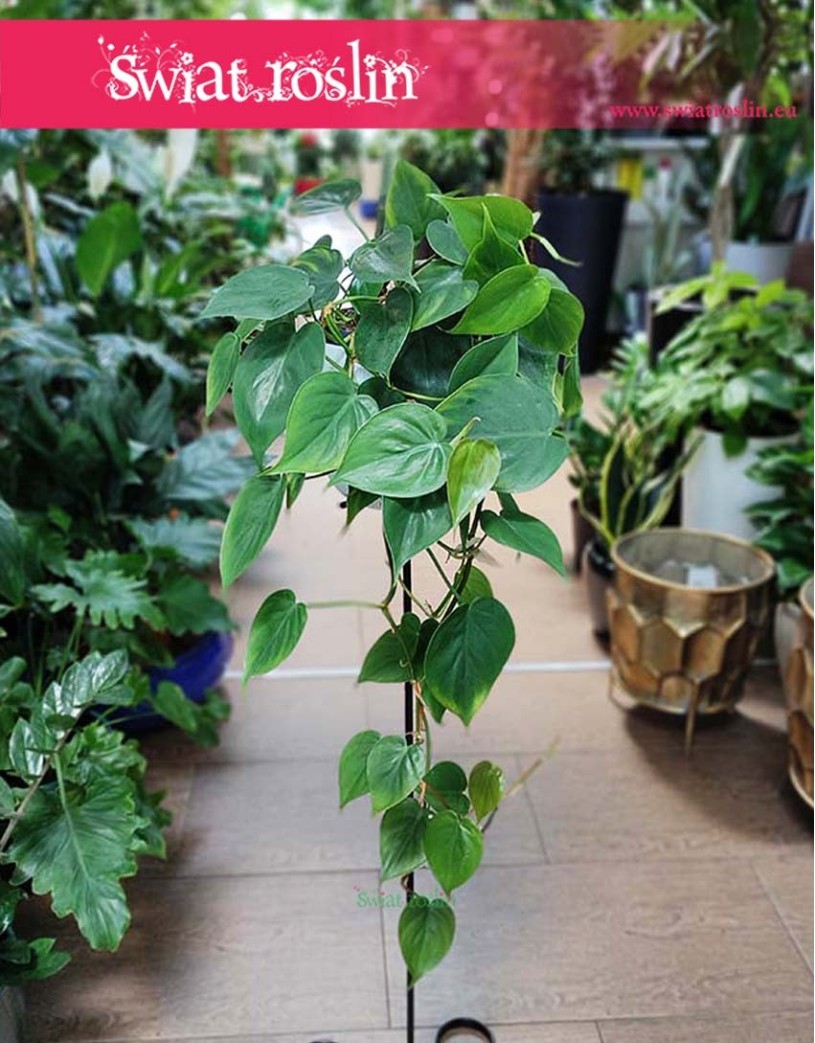 Filodendron Pnący, Philodendron Scandens , Philodendron pnący, Filodendron Scandens rośliny z instagrama kup sklep online