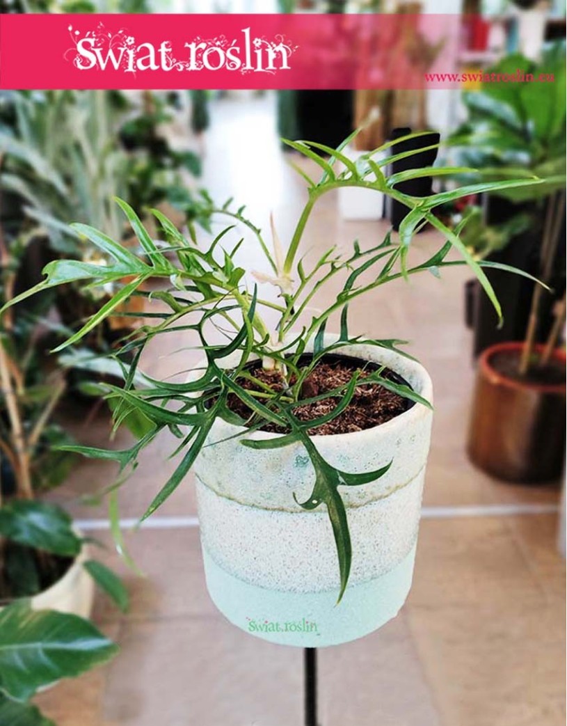 Filodendron Tortum, Philodendron Tortum, internetowy sklep z roślinami kolekcjonerskimi online w krakowie