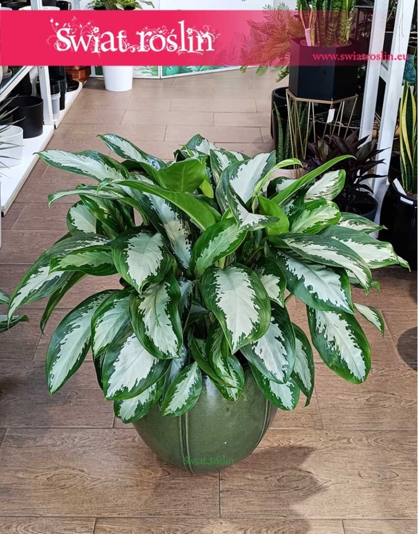 Aglonema Silver Moon, Aglaonema Silver Moon