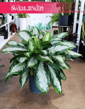 Aglonema Silver Moon do kupienia w sklepie internetowym online z wysyłką do domu, Aglaonema Silver Moon