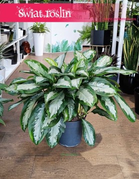 Aglonema Silver Moon do kupienia w sklepie online w krakowie z dostawą cała Polska, Aglaonema Silver Moon