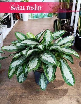 Aglonema Silver Moon piękna roślina doniczkowa do kupienia onlie z dostawą, Aglaonema Silver Moon
