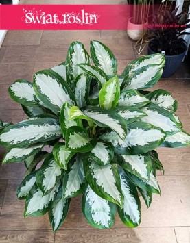 Aglonema Silver Moon łatwa w uprawie oczyszczająca powietrze roślina do kupienia z dostawą online, Aglaonema Silver Moon