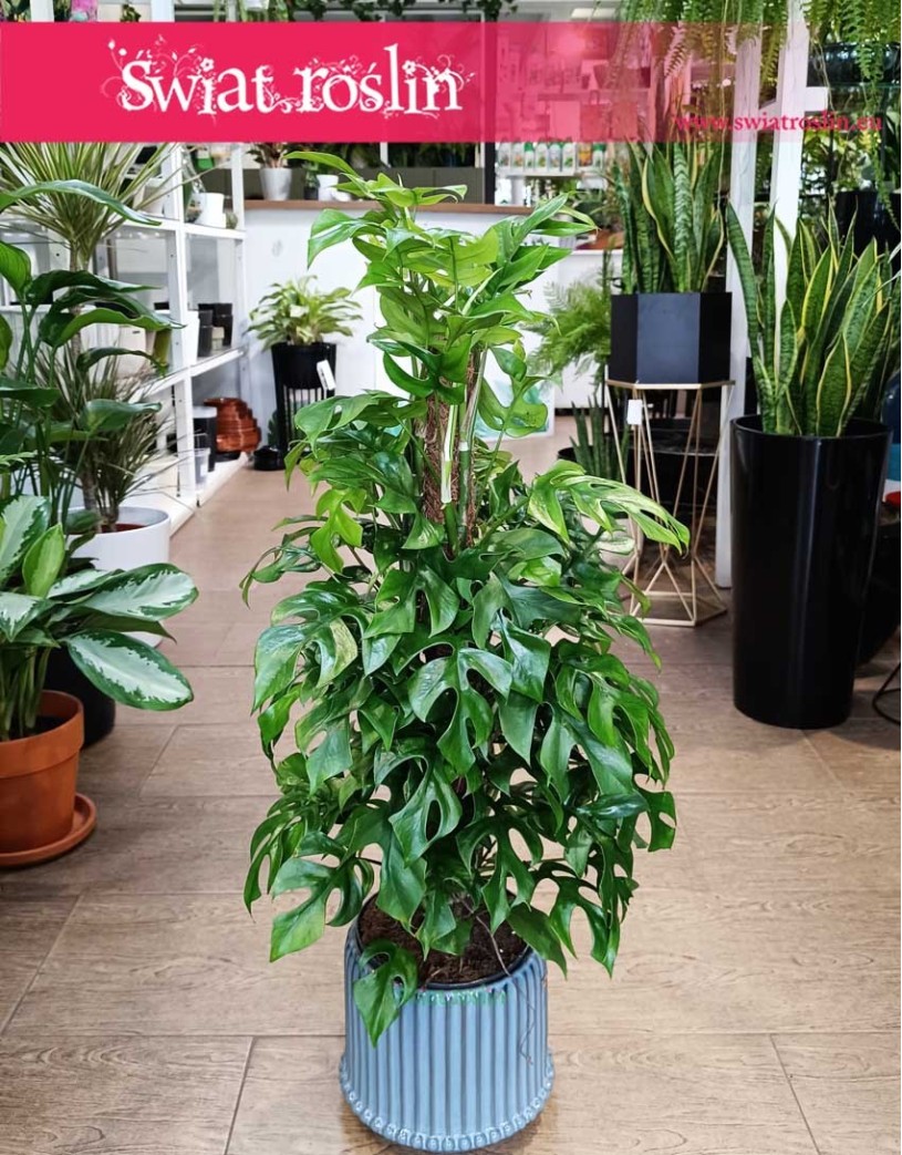 Monstera Minima na paliku, Rhaphidophora Tetrasperma na paliku, Monstera Piccolo na paliku, sklep z roślinami