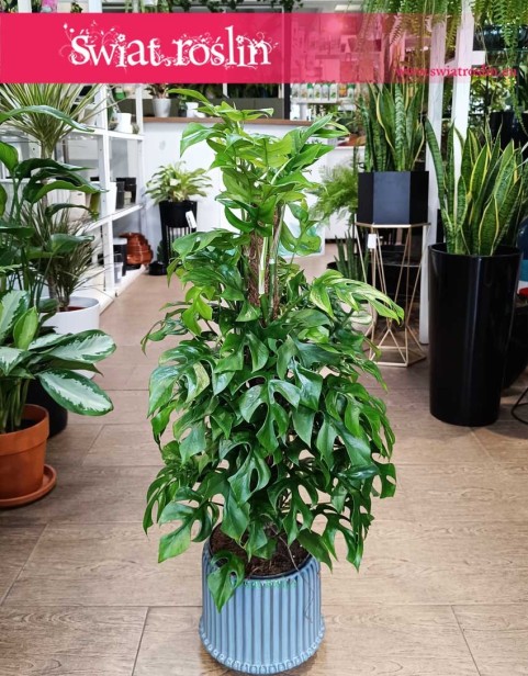 Monstera Minima na paliku, Rhaphidophora Tetrasperma na paliku, Monstera Piccolo na paliku, sklep z roślinami
