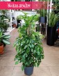 Monstera Minima na paliku, Rhaphidophora Tetrasperma na paliku, Monstera Piccolo na paliku, sklep online stacjonarny z roślinami
