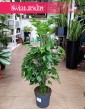 Monstera Minima na paliku, Rhaphidophora Tetrasperma na paliku, Monstera Piccolo na paliku, rośliny doniczkowe online