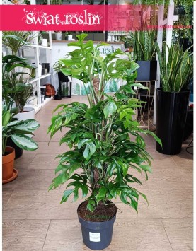 Monstera Minima, Rhaphidophora Tetrasperma na paliku, Monstera Piccolo, Monstera Miniaturowa, Filodendron minima na paliku