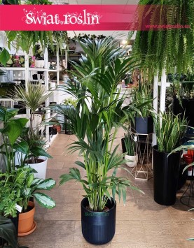 Duża Palma Kentia Howea Forsteriana , Wielka Palma Kencja Howea Fosteriana,