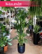 Duża Palma Kentia Howea Forsteriana , Wielka Palma Kencja Howea Fosteriana,