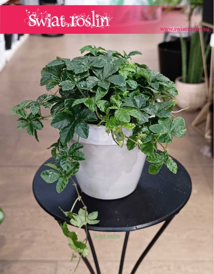 Cissus Striata, Parthenocissus Striata, Cissus Prążkowany, Cissus Pasiasty