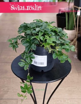 Cissus Striata roślina przyjazna zwierzętą do kupienia z wysyłką, Parthenocissus Striata, Cissus Prążkowany, Cissus Pasiasty