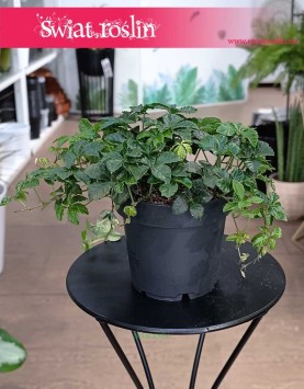 Cissus Striata kup w sklepieinternetowym online z dostawą, Parthenocissus Striata, Cissus Prążkowany, Cissus Pasiasty