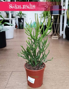 Wielki Wilczomlecz Ołówkowy, Duża Euphorbia Tirucalli sklep online wysyłka, Duża Roślina  Patyczak.