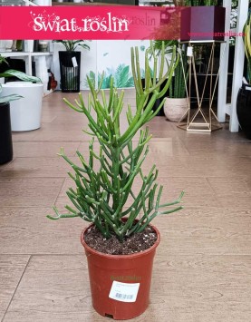 Wielki Wilczomlecz Ołówkowy, Duża Euphorbia Tirucalli kup w sklepie online wysyłką