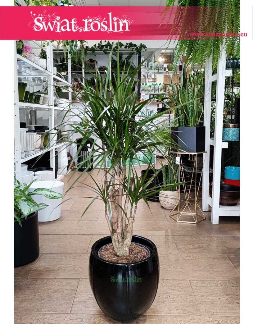 Dracena Obrzeżona, Dracaena Marginata, roślina Smokowiec