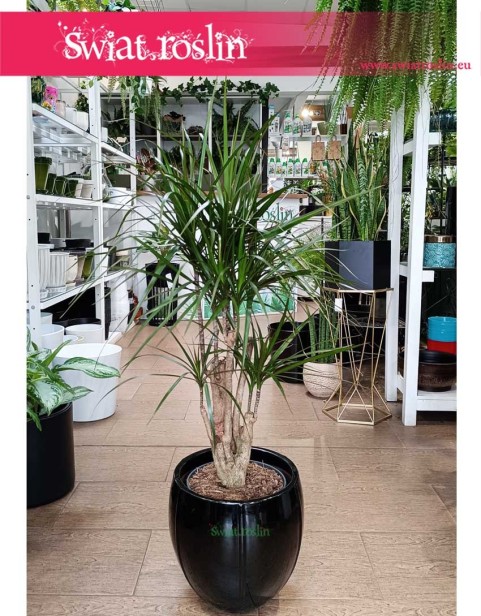 Dracena Obrzeżona, Dracaena Marginata, roślina Smokowiec