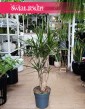 Dracena Obrzeżona, Dracaena Marginata wsyłka roślin doniczkowych sklep