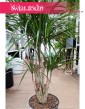 Dracena Obrzeżona, Dracaena Marginata do kupienia w sklepie z roślinami w Krakowie