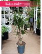 Dracena Obrzeżona, Dracaena Marginata rośliny doniczkowe w sklepie online internetowym