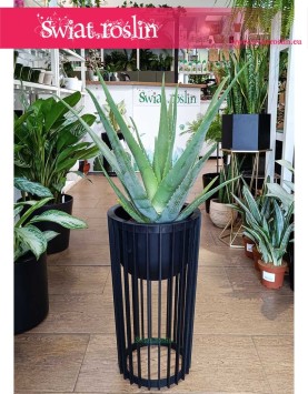 Aloe vera, Aloes zwyczajny