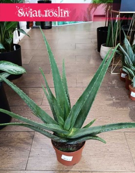 Aloe vera, Aloes zwyczajny roślina łatwa w uprawie do kupienia online