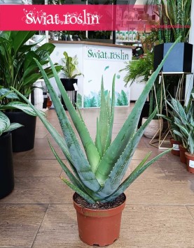 Aloe vera roślina oczyszczająca powietrze do kupienia z dostawą, Aloes zwyczajny