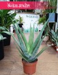 Aloe vera roślina oczyszczająca powietrze do kupienia z dostawą, Aloes zwyczajny