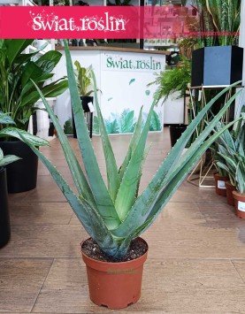 Aloe vera, oczyszczający powietrze łatwy w uprawie aloes zwyczajny do kupienia w sklepie internetowym online