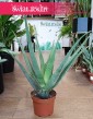 Aloe vera, oczyszczający powietrze łatwy w uprawie aloes zwyczajny do kupienia w sklepie internetowym online