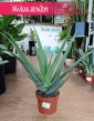 Aloe vera polularna lecznicza roślina doniczkowa łątwa w uprawie z dostawą pod drzwi, Aloes zwyczajny