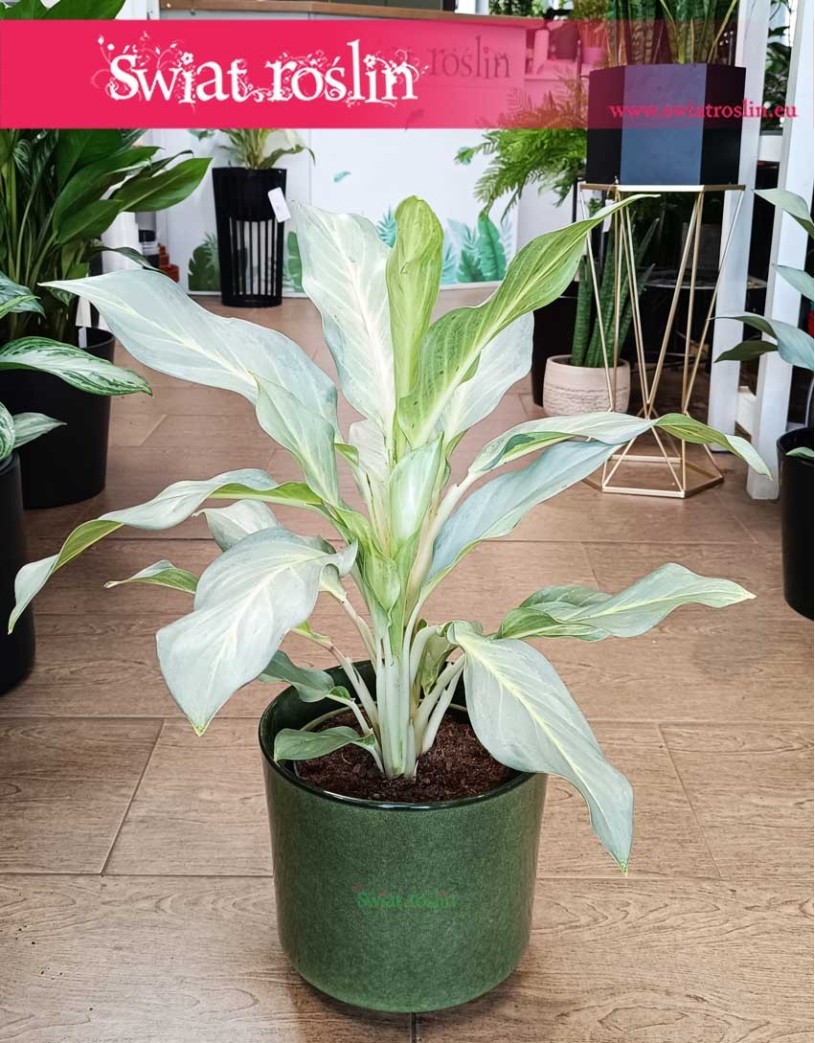 Aglonema Aqua Green, Aglaonema Aqua Green