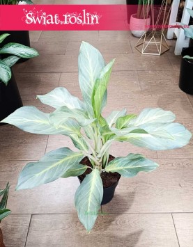 Aglonema Aqua Green do kupienia z dostawą ze sklepu internetowego online, Aglaonema Aqua Green