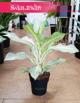 łątwa w uprawie kolekcjonerska Aglonema Aqua Green do kupienia online internetowo, Aglaonema Aqua Green