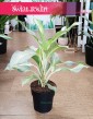 Kolekcjonerska Aglonema Aqua Green do kupienia w Krakowie lub z wysyłką online, Aglaonema Aqua Green