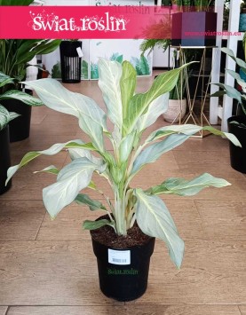 Aglonema Aqua Green, Kolekcjonerska oczyszczająca powwietrze Aglaonema Aqua Green dla prawdziwych koneserów