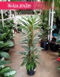 Philodendron Exotica modne rośliny sklep, Filodendron Exotica popularne rośiny sklep online