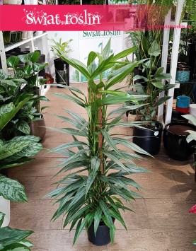Philodendron Exotica, Filodendron Exotica kup w sklepie w krakówie, modne rośliny sklep w Krakowie, sklep z roślinami