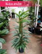 Philodendron Exotica, Filodendron Exotica kup w sklepie w krakówie, modne rośliny sklep w Krakowie, sklep z roślinami