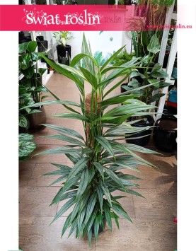 Philodendron Exotica rośliny sklep internetowy, Filodendron Exotica rośliny doniczkowe kup w  sklepie online,