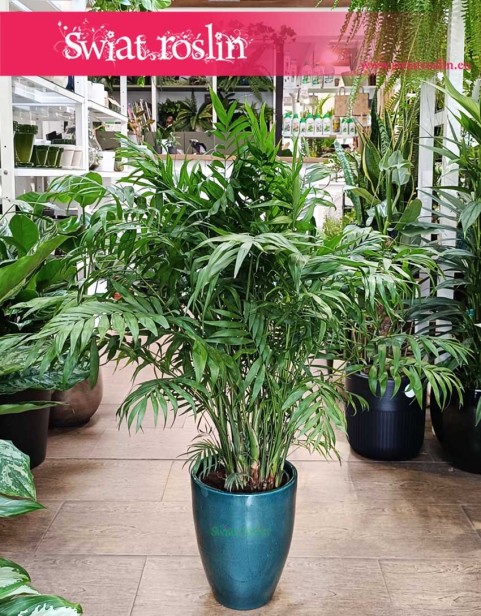 Wielka Chamaedorea Elegans, Gęsta Chamedora Wytworna, Duża Palma Koralowa