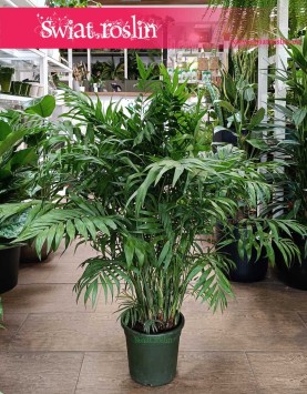 Wielka Chamaedorea Elegans, Gęsta Chamedora Wytworna sklep Kraków, Duża Palma Koralowa