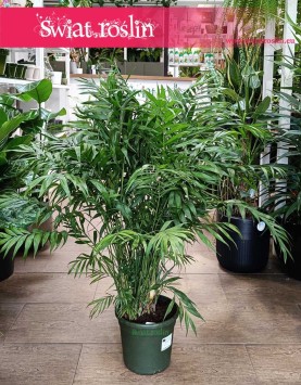 Wielka Chamaedorea Elegans sklep online, Gęsta Chamedora Wytworna, Duża Palma Koralowa