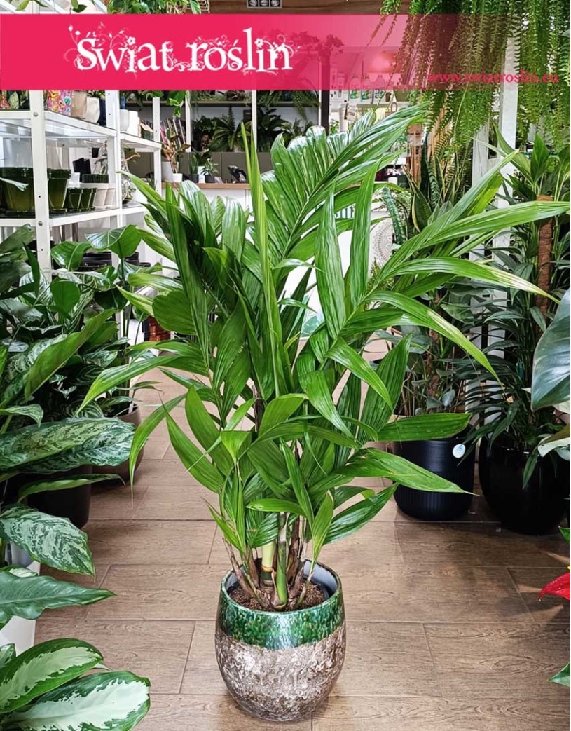 Palma Areka Triandra, Areca Triandra