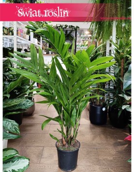 Palma Areka Triandra do ku[pienai stacjonarnie w Krakowie, Areca Triandra