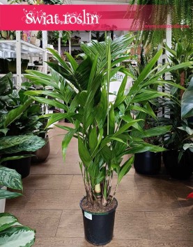 Palma Areka Triandra, Areca Triandra do kupienia ze sklepu online wysyłka internetowa