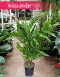 Palma Areka Triandra duża roslina do biura do firmy do salonu do mieszkania, Areca Triandra